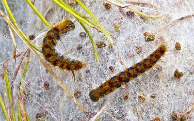 Plagas de fauna urbana. Normativas y soluciones